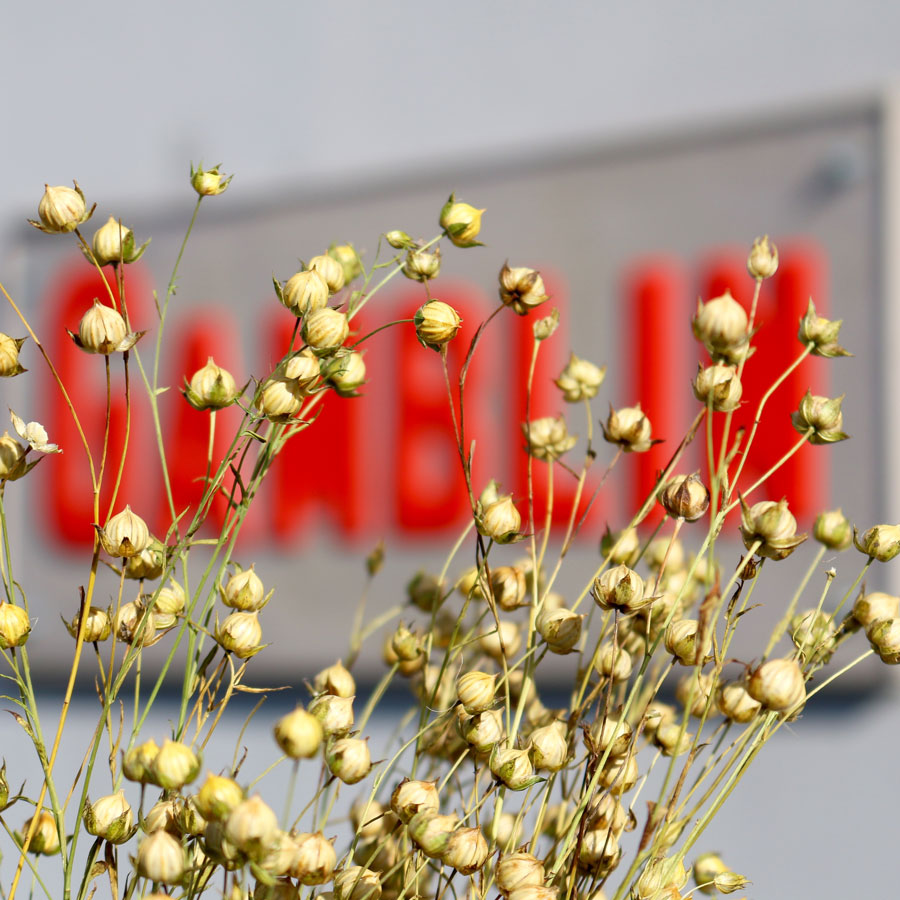 Dầu lanh tinh chế Gamblin Refined Linseed Oil