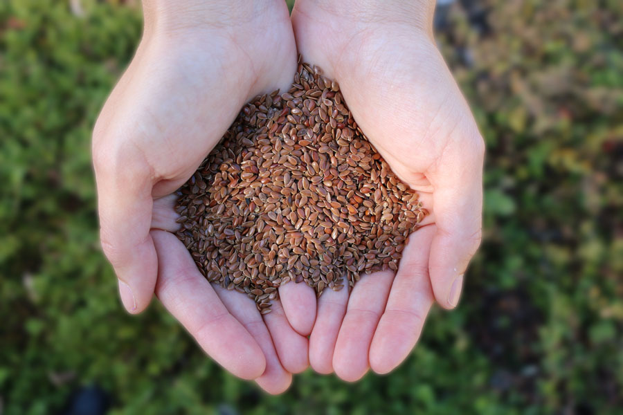 Dầu lanh tinh chế Gamblin Refined Linseed Oil