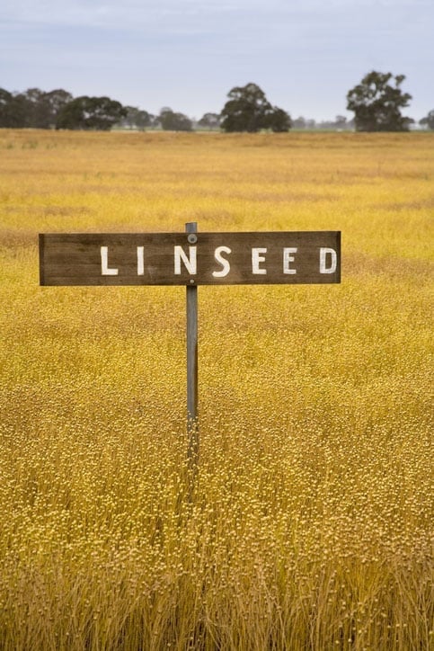 Dầu đứng Gamblin Linseed Stand Oil